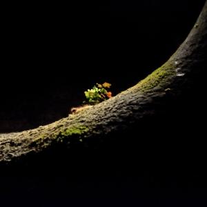 Life - &copy; Nandy