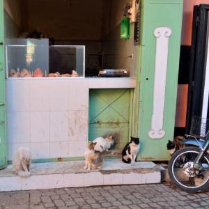 Chats - &copy; Nandy