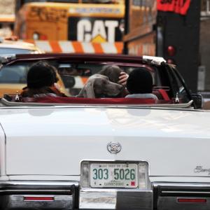Dog in a car - &copy; Nandy