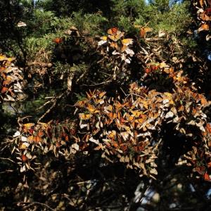 Monarchs - &copy; Nandy
