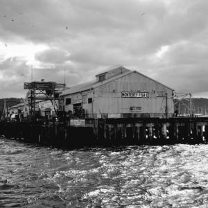Monterey Fish - &copy; Nandy