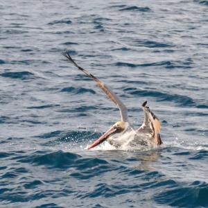 Pelican - &copy; Nandy