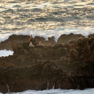 Seals - &copy; Nandy